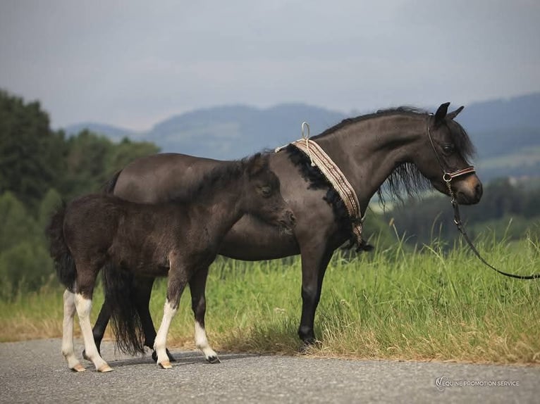 American Miniature Horse Stute 9 Jahre 84 cm Schecke in Stallwang