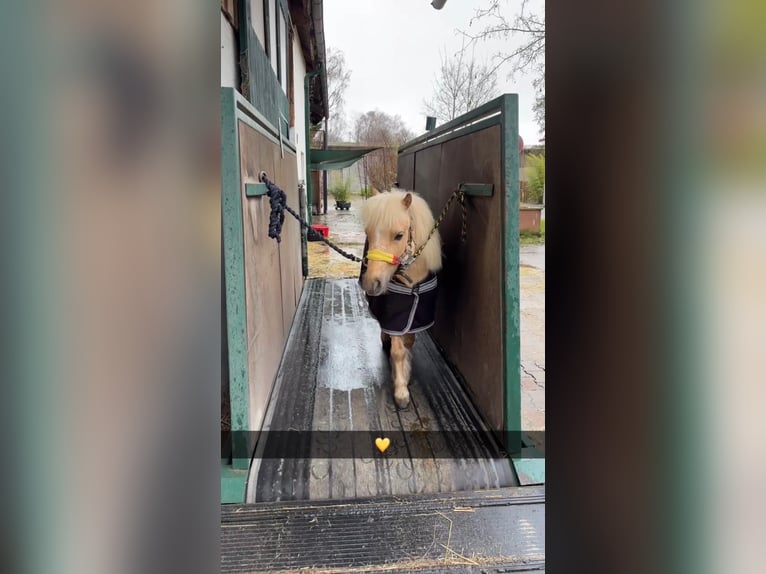 American Miniature Horse Stute 9 Jahre 92 cm Palomino in Bruchsal