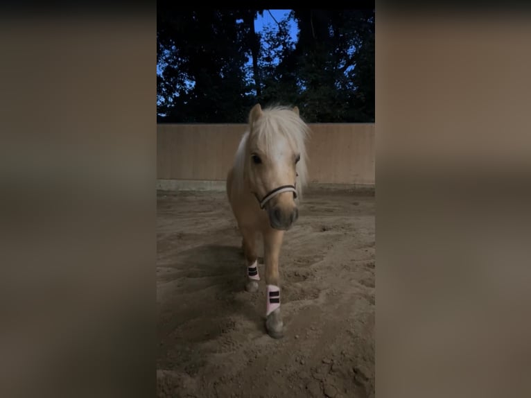 American Miniature Horse Stute 9 Jahre 92 cm Palomino in Bruchsal