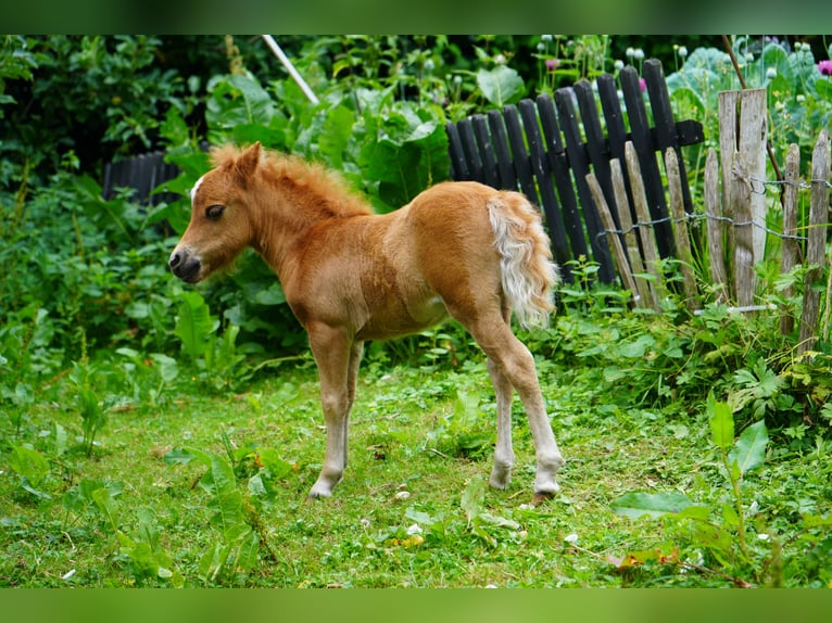 American Miniature Horse Stute Fohlen (06/2025) 60 cm Fuchs in Damp