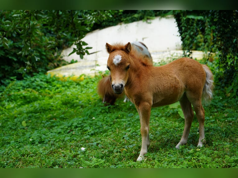 American Miniature Horse Stute Fohlen (06/2025) 60 cm Fuchs in Damp