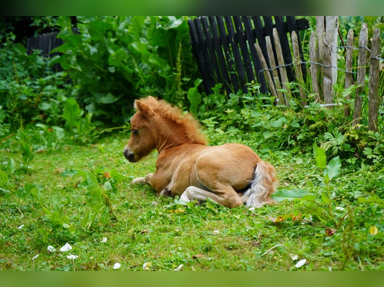 American Miniature Horse Stute Fohlen (06/2025) 60 cm Fuchs in Damp