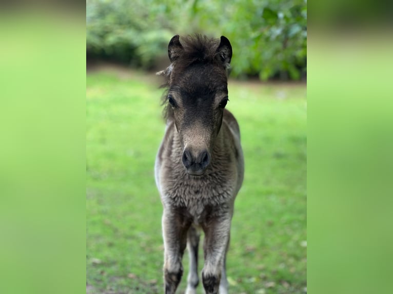 American Miniature Horse Stute Fohlen (01/2024) 80 cm Buckskin in Herwijnen