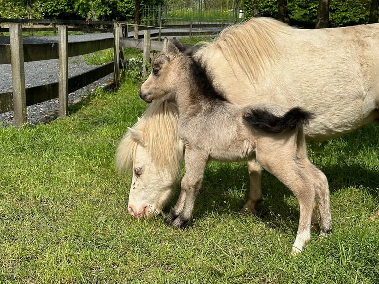 American Miniature Horse Stute Fohlen (01/2024) 80 cm Buckskin in Herwijnen