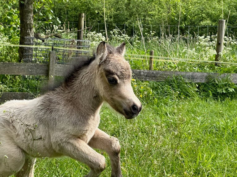 American Miniature Horse Stute Fohlen (01/2024) 80 cm Buckskin in Herwijnen