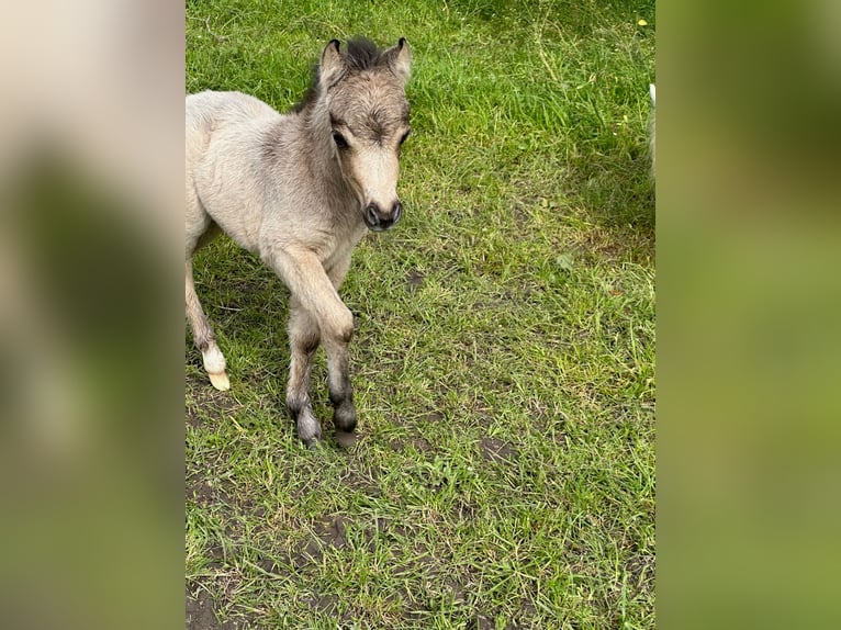 American Miniature Horse Stute Fohlen (01/2024) 80 cm Buckskin in Herwijnen