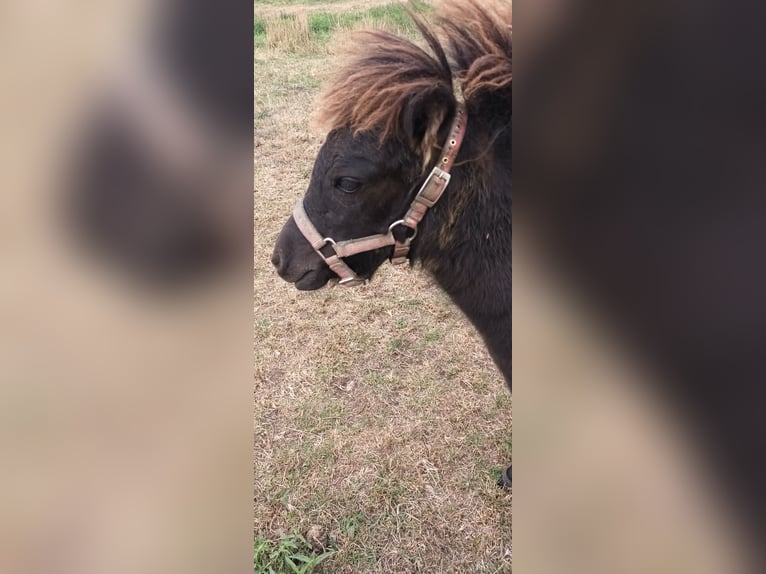American Miniature Horse Mix Stute Fohlen (02/2025) 80 cm Rappe in Altenpleen6