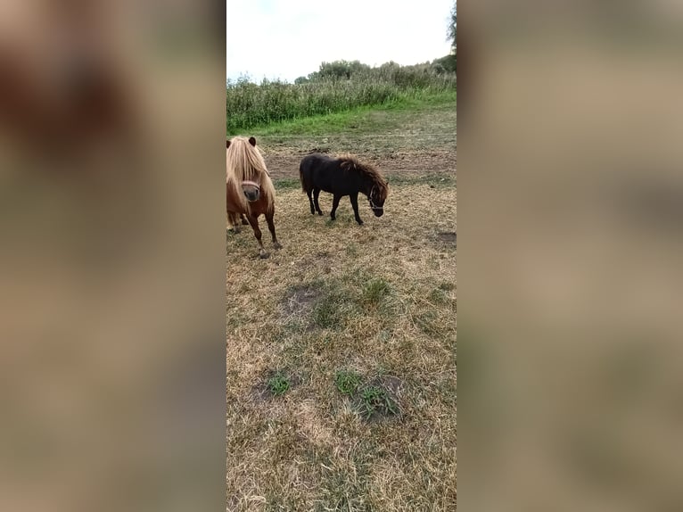 American Miniature Horse Mix Stute Fohlen (02/2025) 80 cm Rappe in Altenpleen6