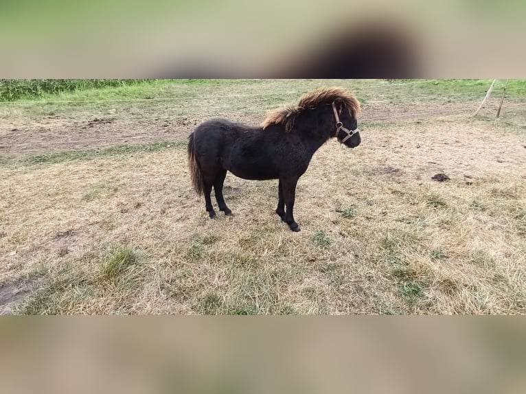 American Miniature Horse Mix Stute Fohlen (02/2025) 80 cm Rappe in Altenpleen6