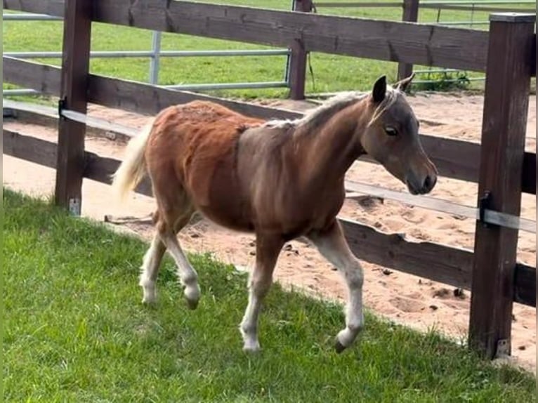 American Miniature Horse Stute Fohlen (01/2026) Dunkelfuchs in Leinburg