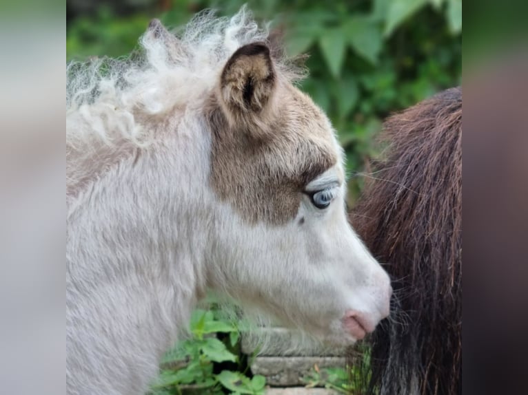 American Miniature Horse Stute Fohlen (06/2025) Tovero-alle-Farben in S&#xF6;hlde
