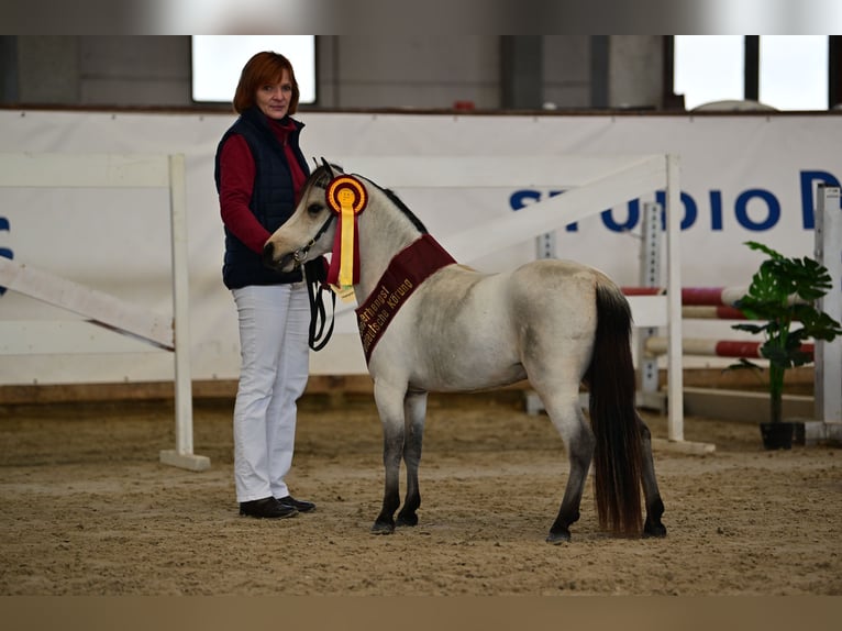 American Miniature Horse Stute Fohlen (01/2025) in Dreetz