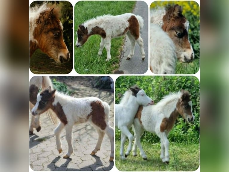 American Miniature Horse Stute Fohlen (01/2026)  in Söhlde