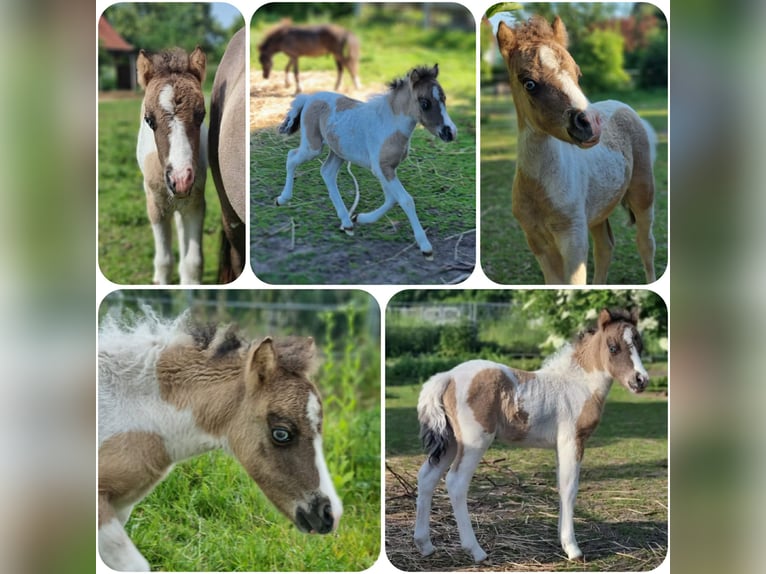 American Miniature Horse Stute Fohlen (01/2026)  in Söhlde