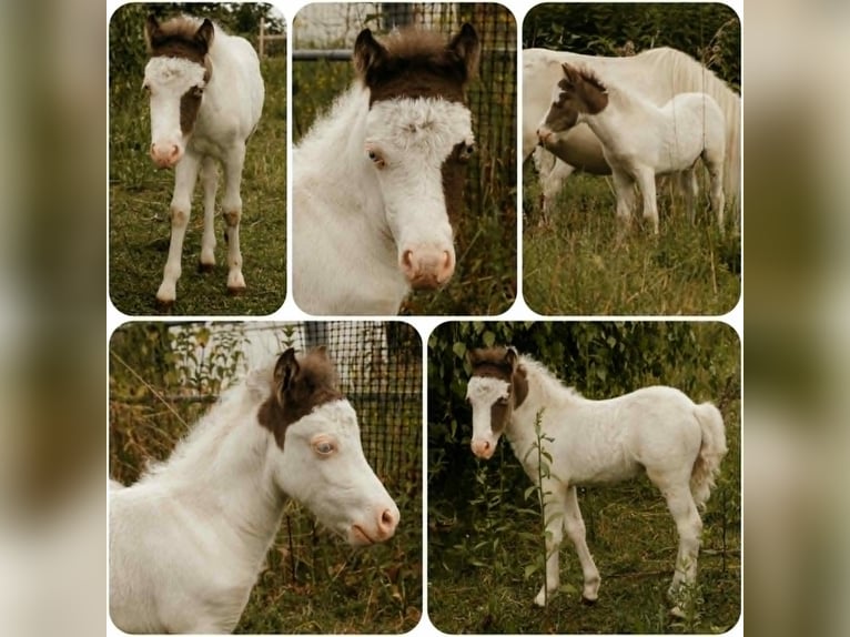 American Miniature Horse Stute Fohlen (01/2026)  in Söhlde