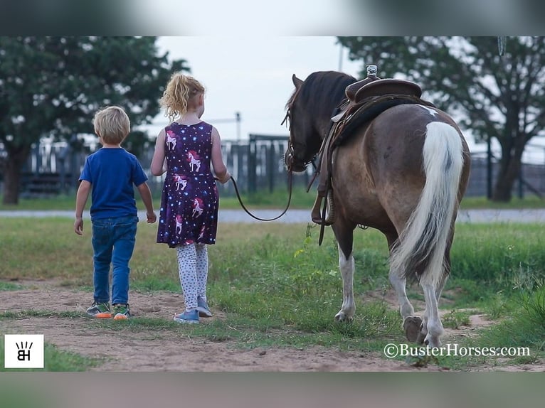 American Miniature Horse Wallach 10 Jahre 117 cm Tobiano-alle-Farben in Weatherford TX