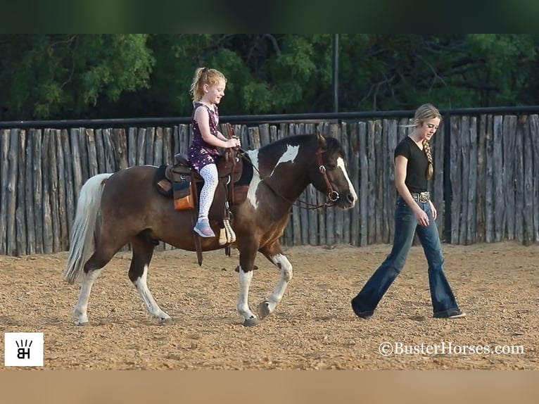 American Miniature Horse Wallach 10 Jahre 117 cm Tobiano-alle-Farben in Weatherford TX