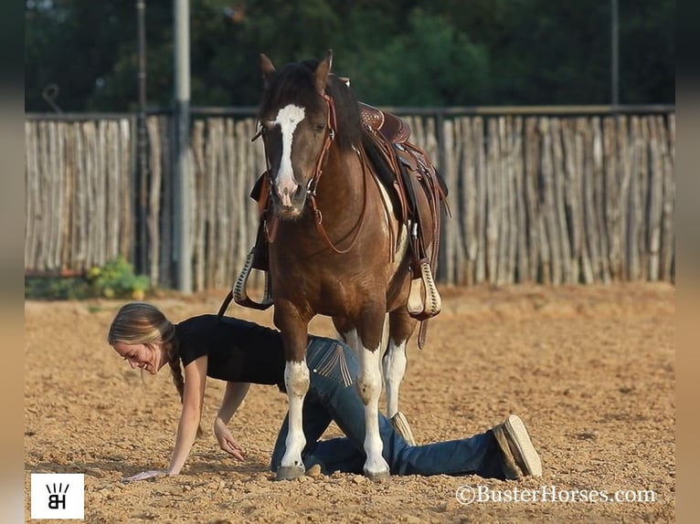 American Miniature Horse Wallach 11 Jahre 117 cm Tobiano-alle-Farben in Weatherford TX