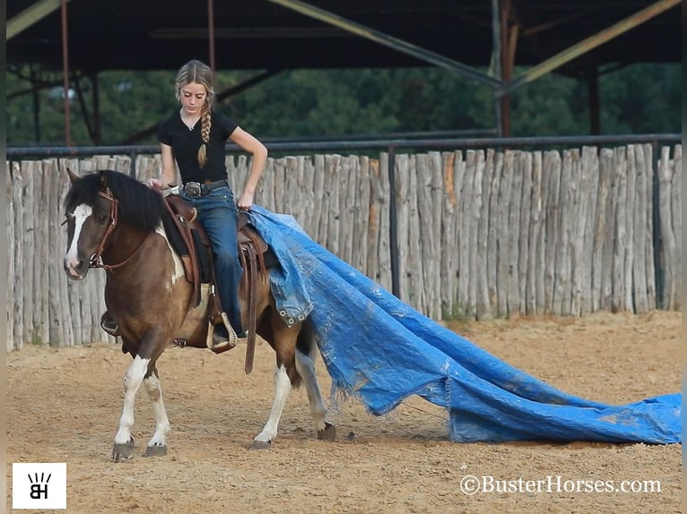 American Miniature Horse Wallach 11 Jahre 117 cm Tobiano-alle-Farben in Weatherford TX