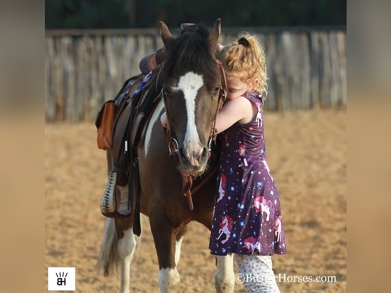 American Miniature Horse Wallach 11 Jahre 117 cm Tobiano-alle-Farben in Weatherford TX