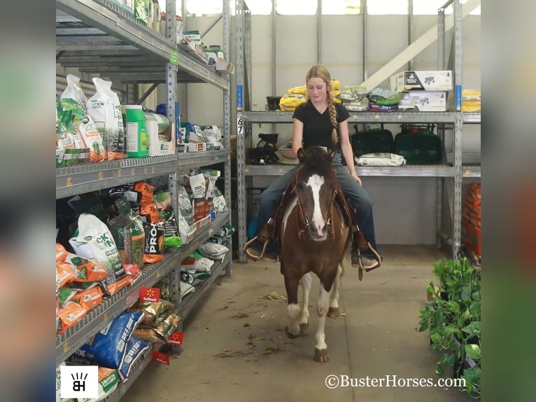 American Miniature Horse Wallach 11 Jahre 117 cm Tobiano-alle-Farben in Weatherford TX