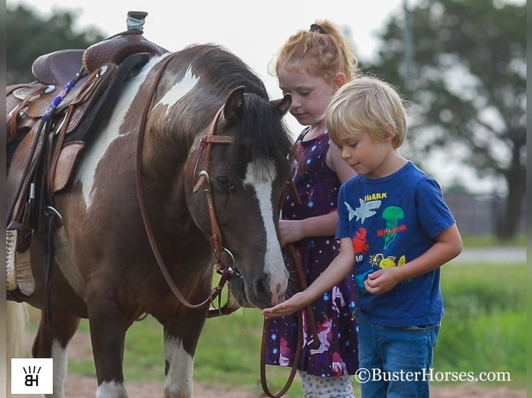 American Miniature Horse Wallach 11 Jahre 117 cm Tobiano-alle-Farben in Weatherford TX