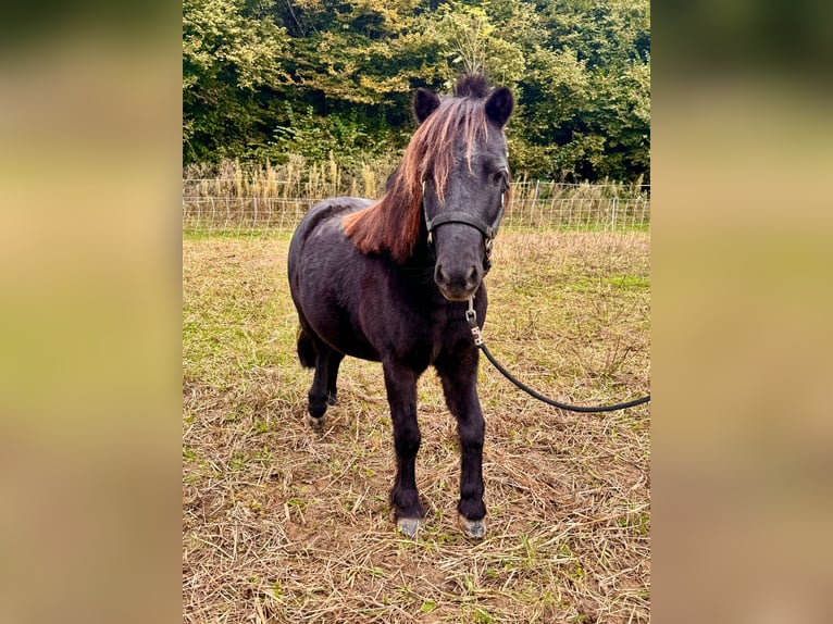 American Miniature Horse Wallach 11 Jahre in Schwörstadt