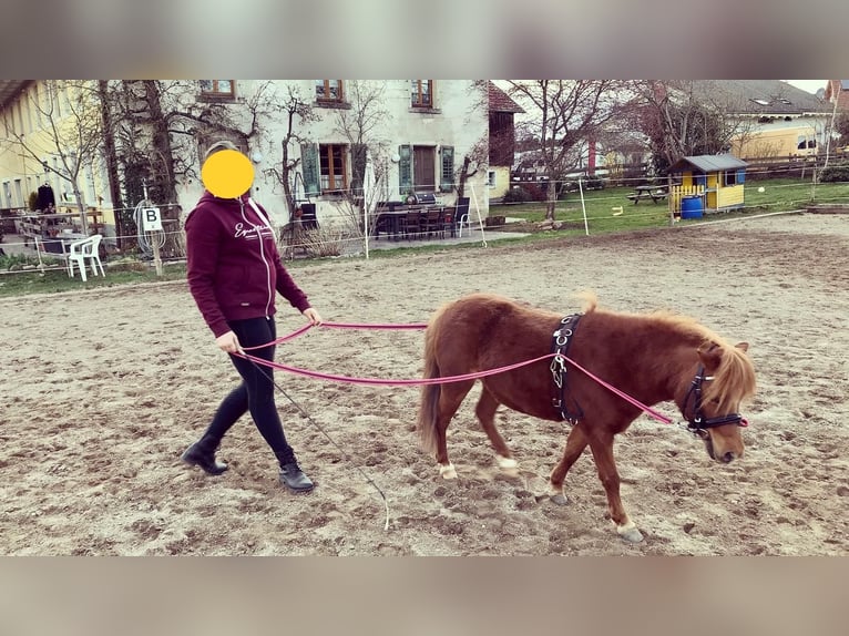 American Miniature Horse Wallach 11 Jahre in Schwörstadt