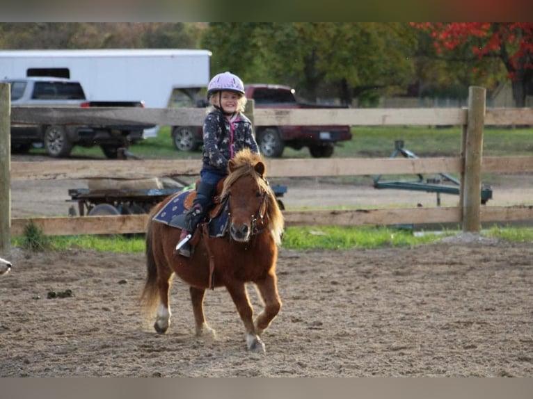 American Miniature Horse Wallach 12 Jahre 102 cm Dunkelfuchs in Howell, MI