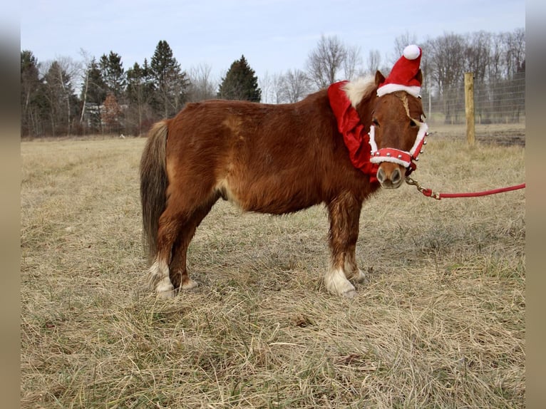 American Miniature Horse Wallach 12 Jahre 102 cm Dunkelfuchs in Howell, MI