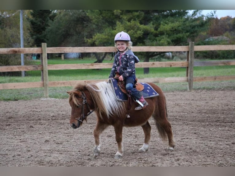 American Miniature Horse Wallach 12 Jahre 102 cm Dunkelfuchs in Howell, MI