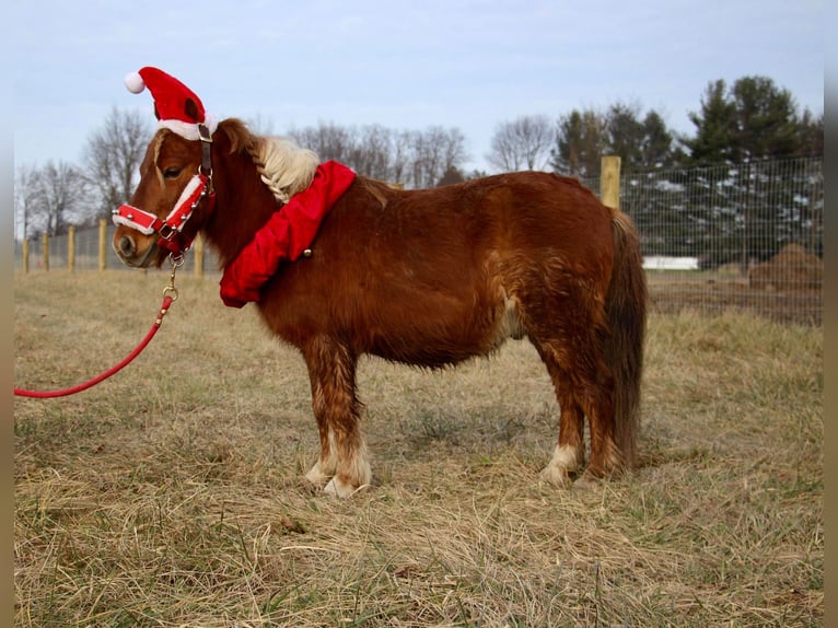 American Miniature Horse Wallach 12 Jahre 102 cm Dunkelfuchs in Howell, MI