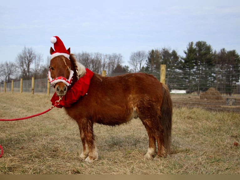 American Miniature Horse Wallach 12 Jahre 102 cm Dunkelfuchs in Howell, MI