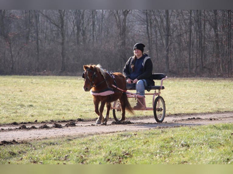 American Miniature Horse Wallach 12 Jahre 102 cm Dunkelfuchs in Howell, MI