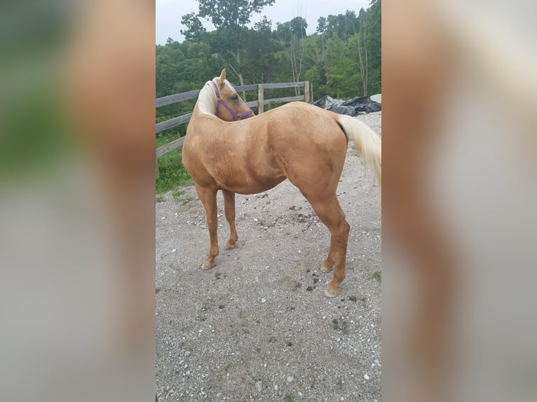 American Miniature Horse Wallach 13 Jahre 115 cm in Safford