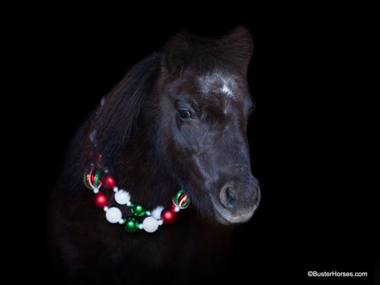 American Miniature Horse Wallach 14 Jahre 86 cm Rappe in Weatherford TX