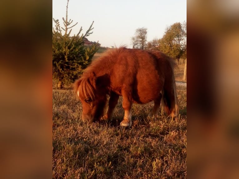 American Miniature Horse Wallach 1 Jahr 61 cm Rotfuchs in Fresno ohio