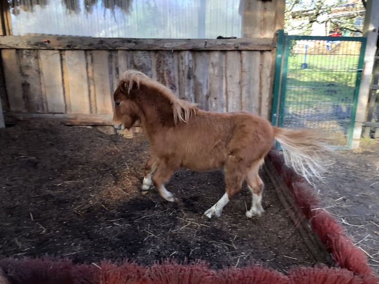 American Miniature Horse Wallach 2 Jahre 70 cm Tobiano-alle-Farben in Damp