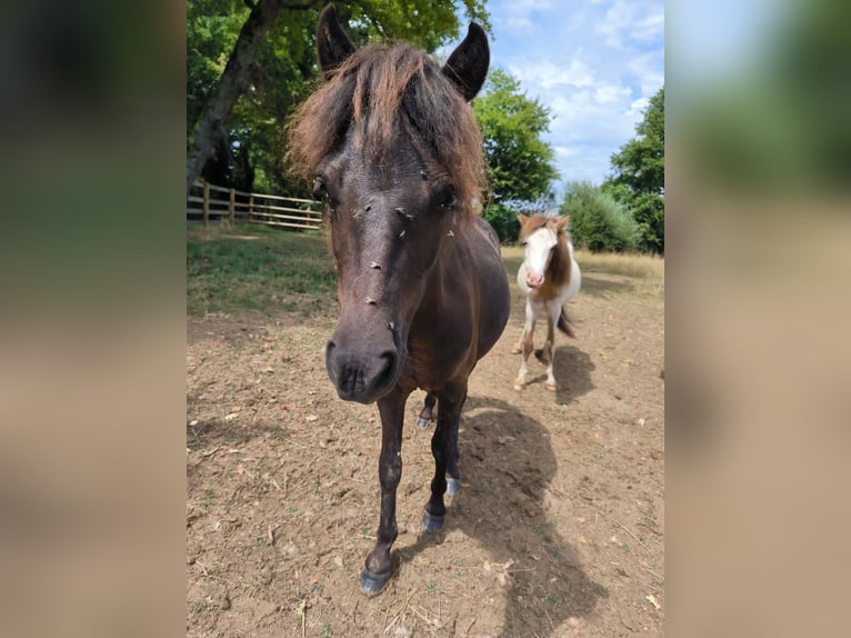 American Miniature Horse Wallach 2 Jahre 90 cm Rappe in Chaveyriat