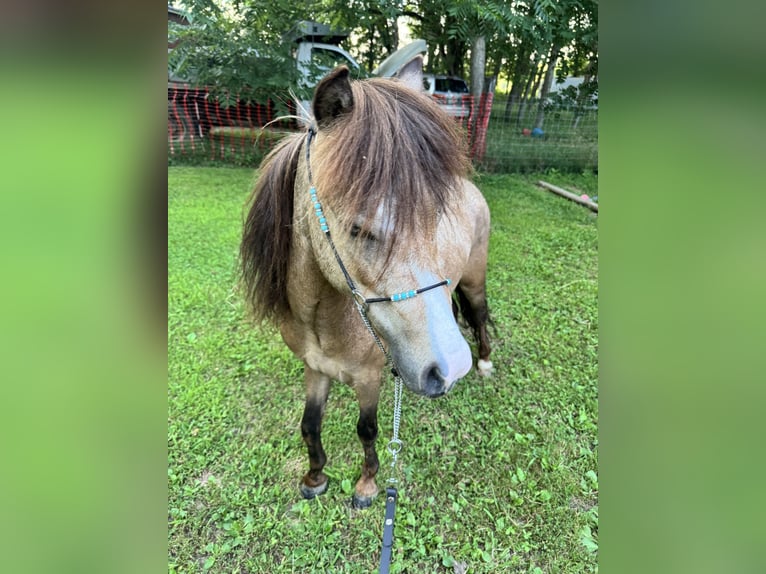 American Miniature Horse Wallach 3 Jahre 99 cm Buckskin in Canton ohio