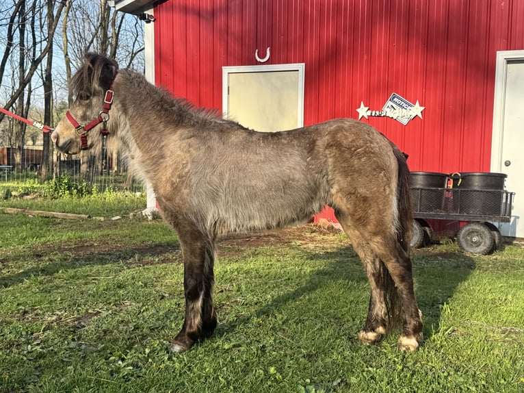 American Miniature Horse Wallach 3 Jahre 99 cm Buckskin in Canton ohio