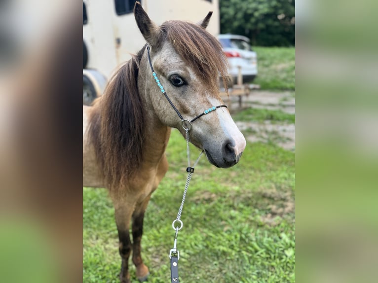 American Miniature Horse Wallach 3 Jahre 99 cm Buckskin in Canton ohio