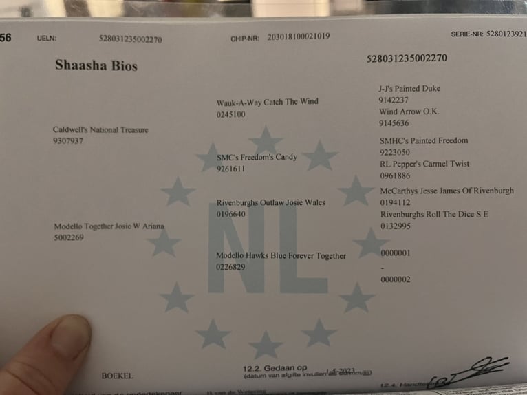 American Miniature Horse Wallach 4 Jahre 100 cm Schecke in Praha