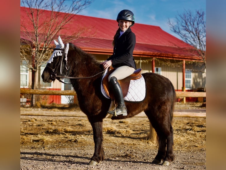 American Miniature Horse Mix Wallach 4 Jahre 119 cm Rappe in Fort Collins