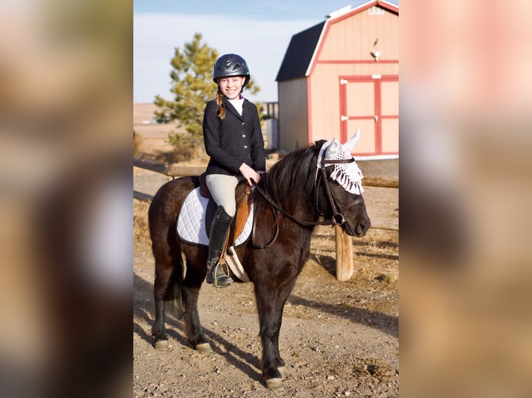American Miniature Horse Mix Wallach 4 Jahre 119 cm Rappe in Fort Collins