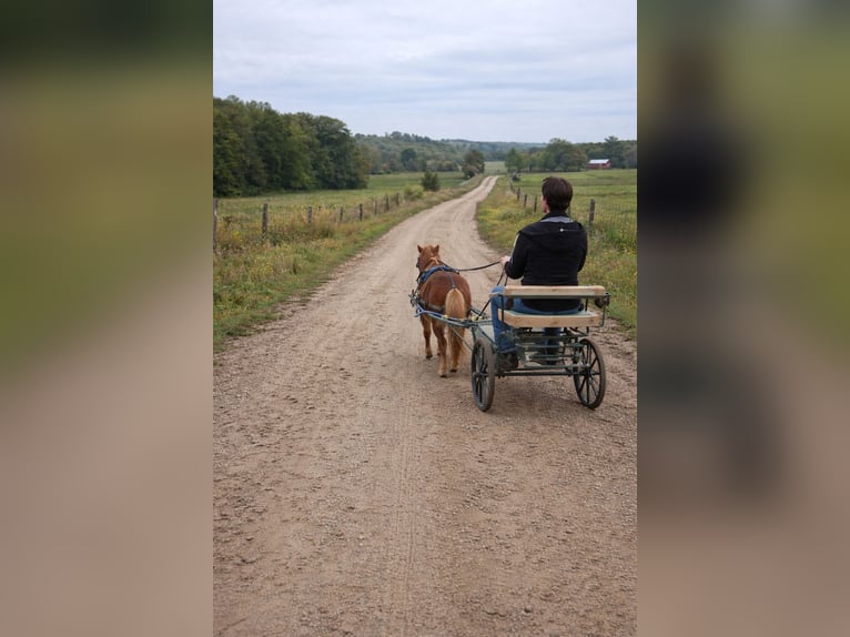 American Miniature Horse Wallach 4 Jahre 60 cm Dunkelfuchs in Anderson
