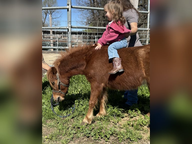 American Miniature Horse Wallach 4 Jahre 60 cm Dunkelfuchs in Anderson