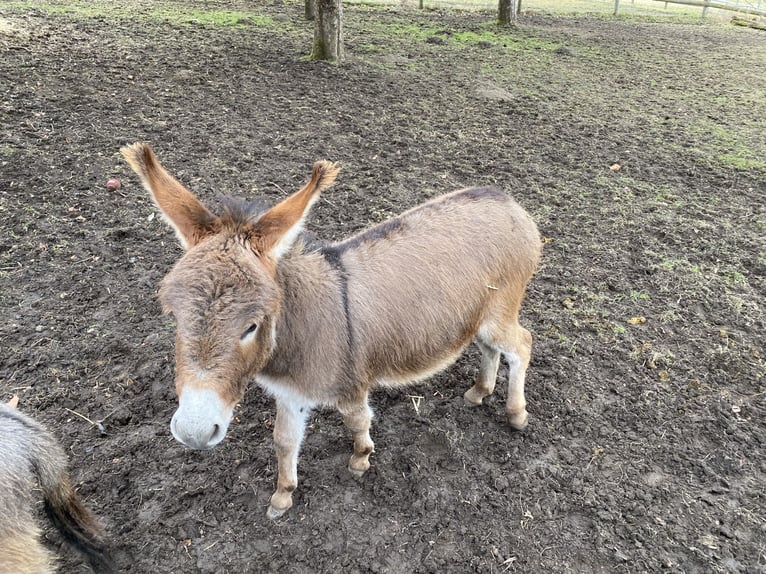 American Miniature Horse Wallach 4 Jahre 82 cm Schwarzbrauner in Feldkirchen-Westerham