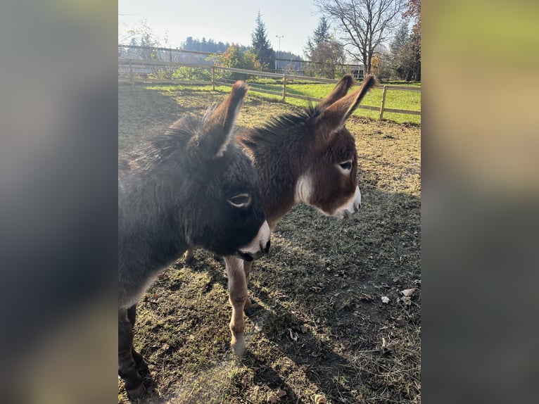 American Miniature Horse Wallach 4 Jahre 82 cm Schwarzbrauner in Feldkirchen-Westerham