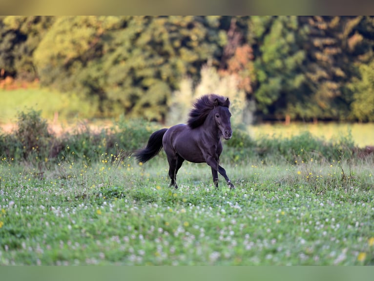 American Miniature Horse Wallach 4 Jahre 85 cm Rappe in Feldkirchen-Westerham